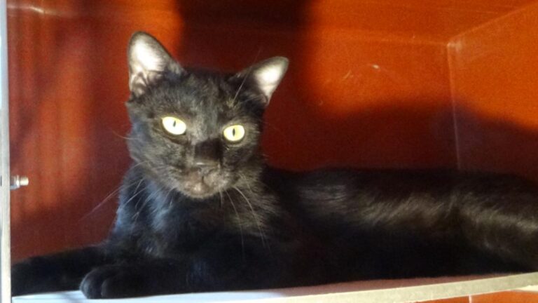 multimedia-foto51109-937-1