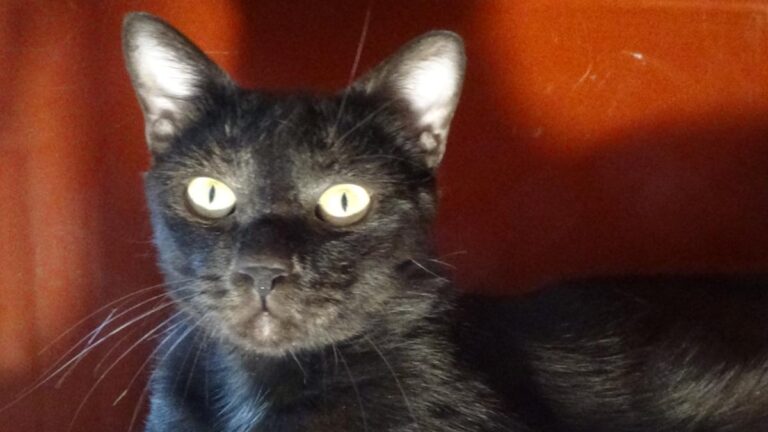 multimedia-foto51111-938-1