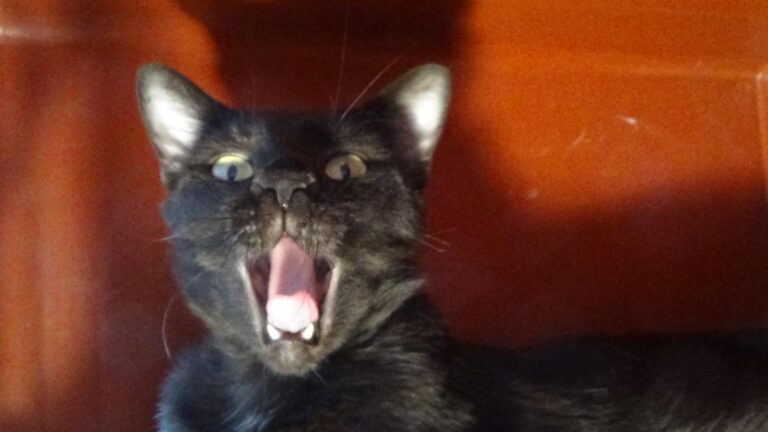 multimedia-foto51112-938-1