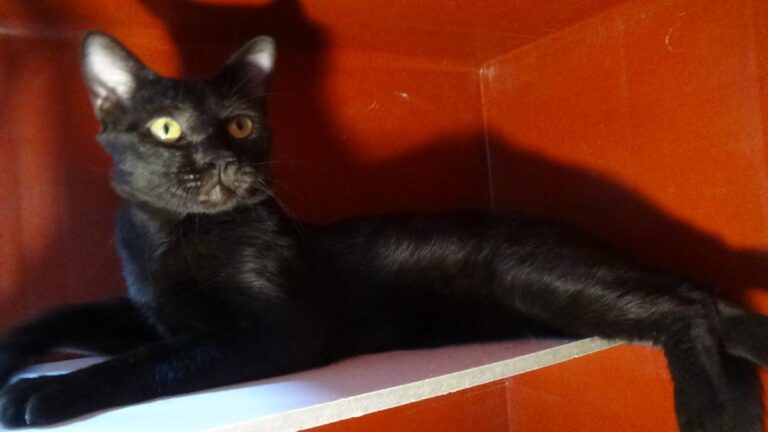 multimedia-foto51113-938-1