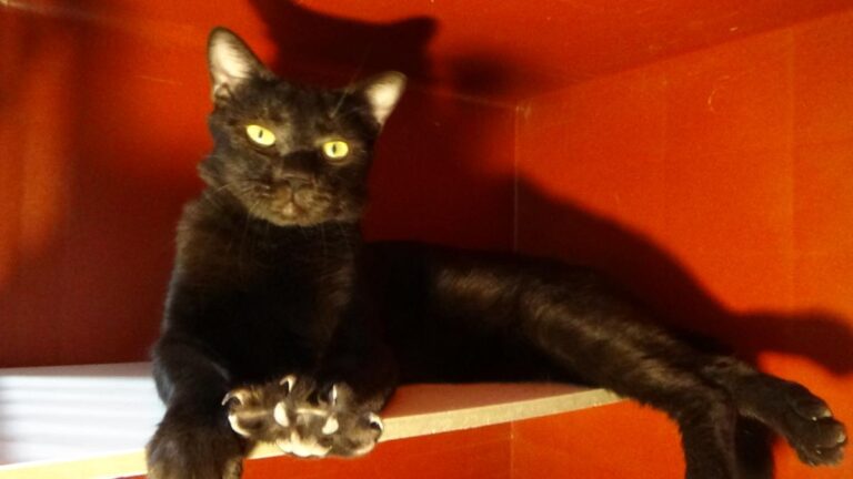 multimedia-foto51114-938-1