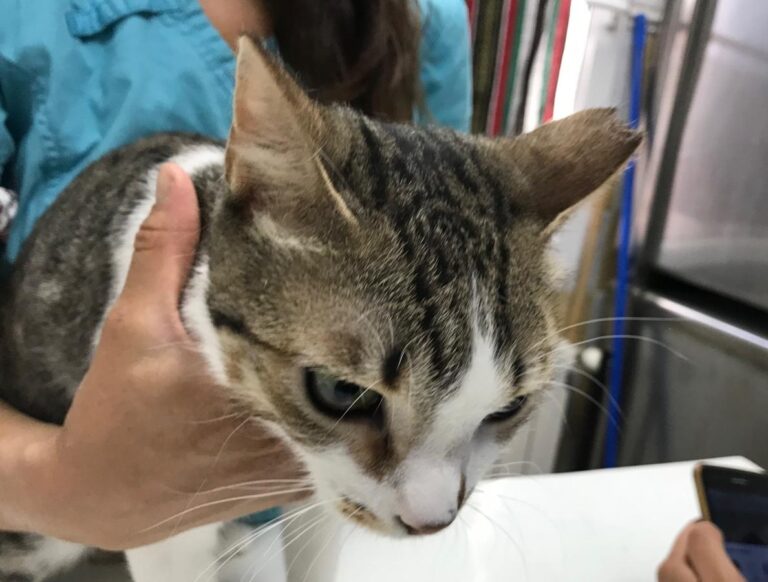 multimedia-foto51118-50-1