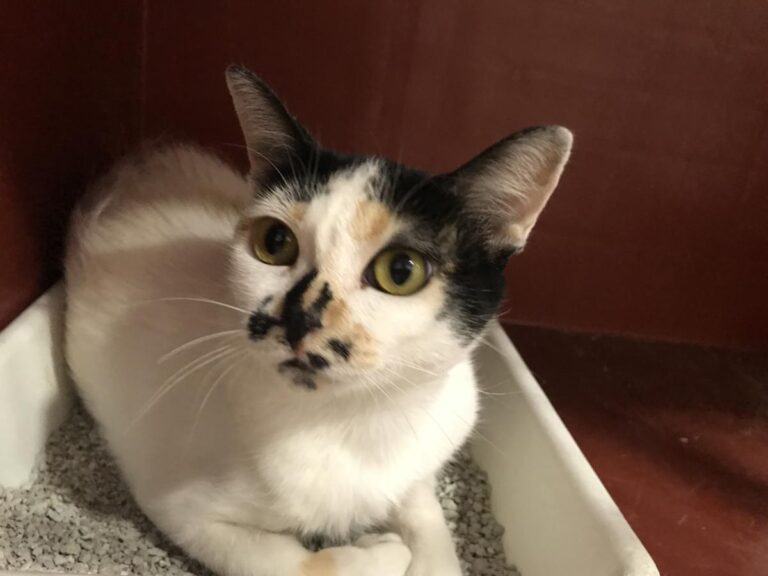 multimedia-foto51125-392-1