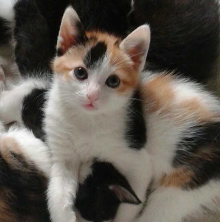 multimedia-foto51158-803-1