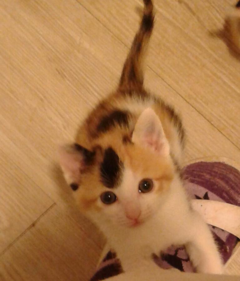 multimedia-foto51159-804-1