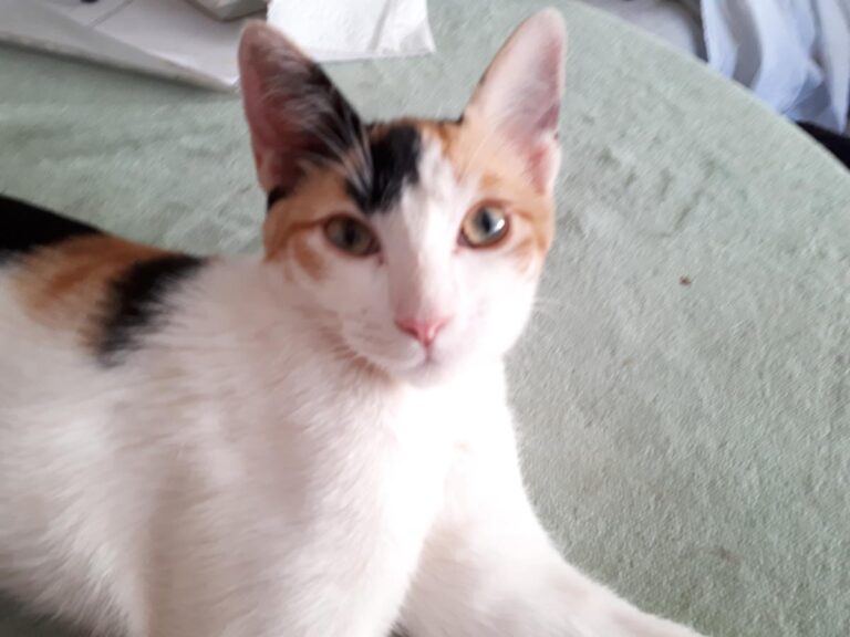 multimedia-foto51160-804-1