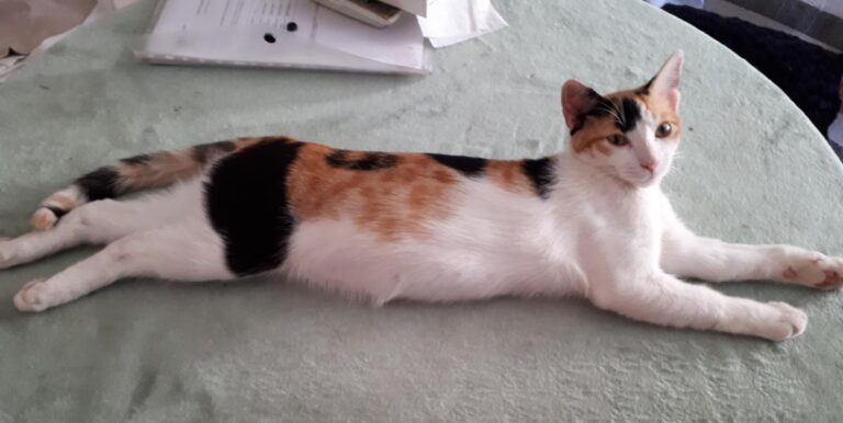 multimedia-foto51161-804-1