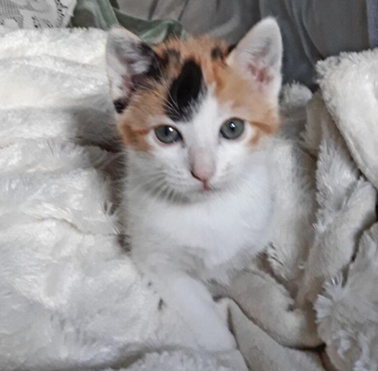 multimedia-foto51163-805-1