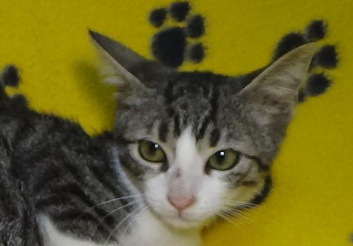 multimedia-foto51188-42-1