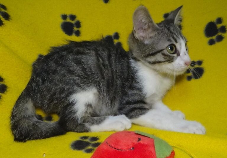 multimedia-foto51189-43-1