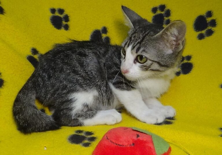 multimedia-foto51190-43-1