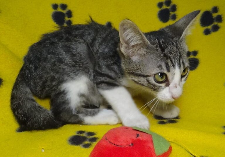 multimedia-foto51191-43-1