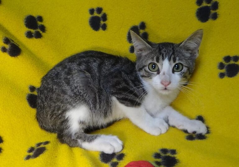 multimedia-foto51193-44-1