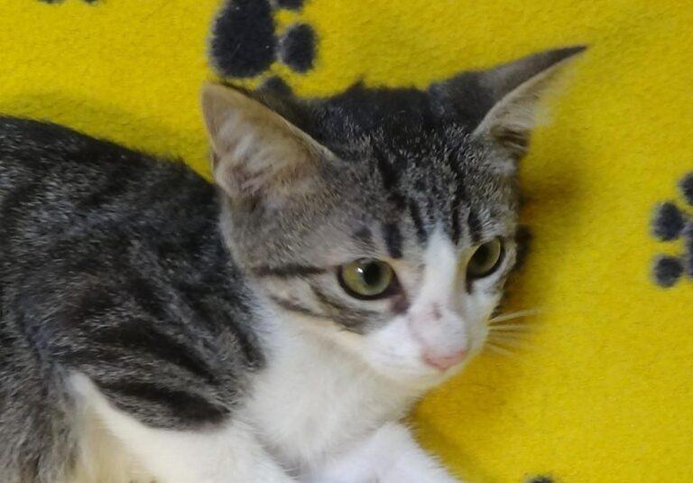 multimedia-foto51194-44-1