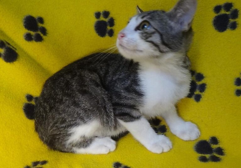 multimedia-foto51195-44-1