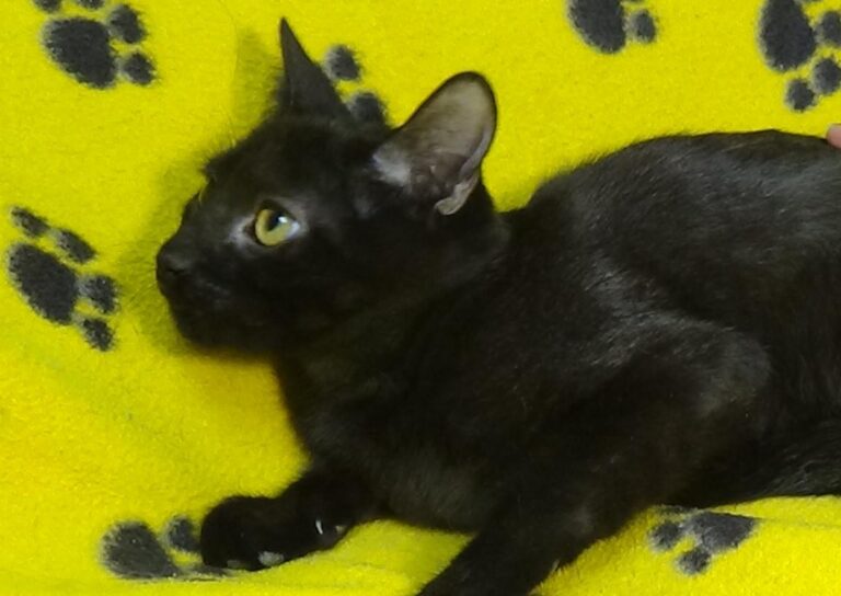 multimedia-foto51206-718-1