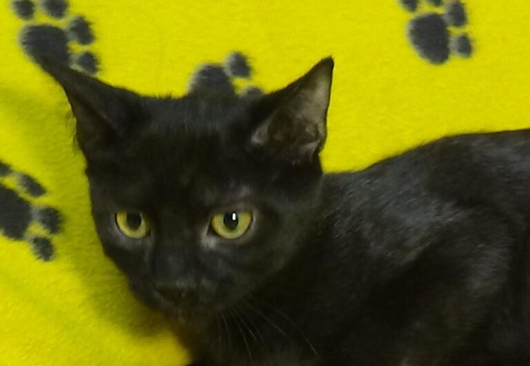 multimedia-foto51207-718-1