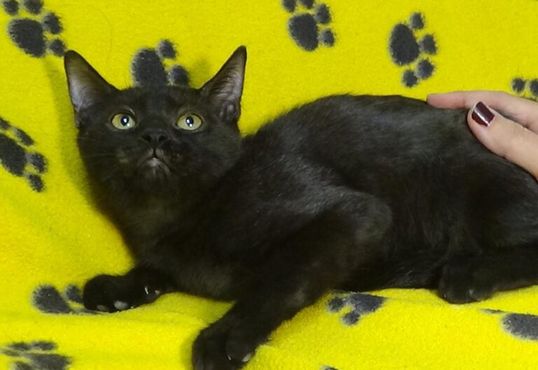 multimedia-foto51208-718-1