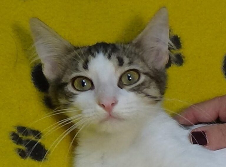 multimedia-foto51209-812-1