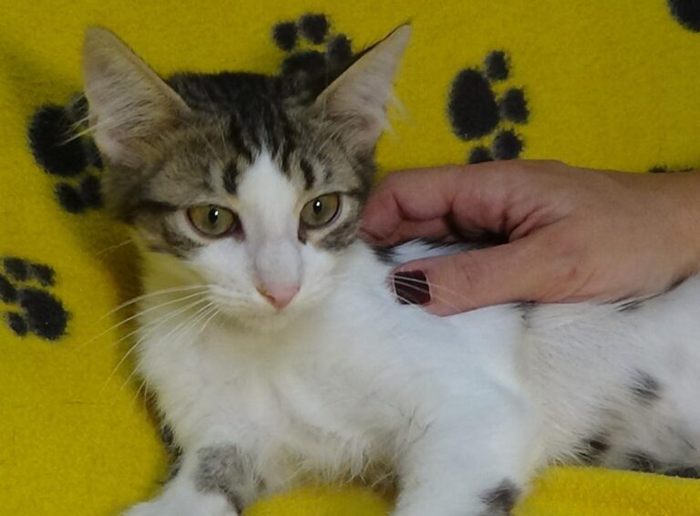 multimedia-foto51210-812-1