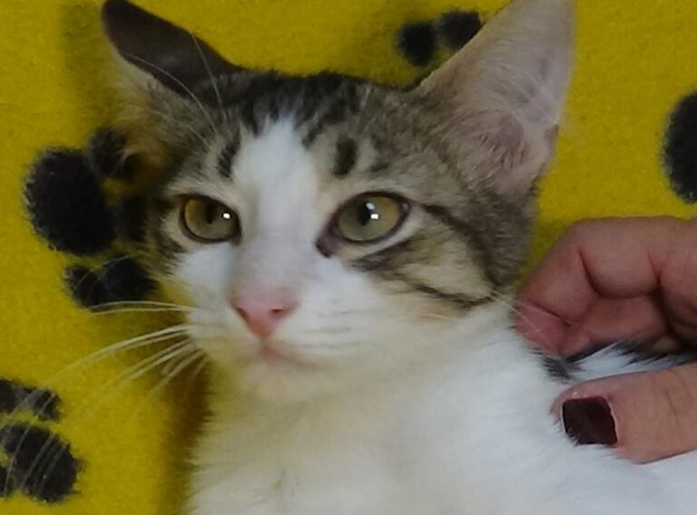 multimedia-foto51211-812-1