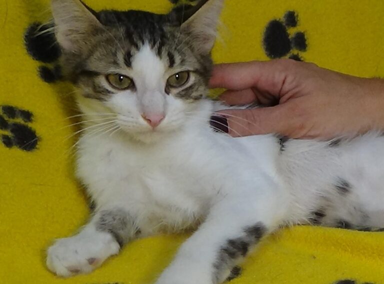 multimedia-foto51212-812-1