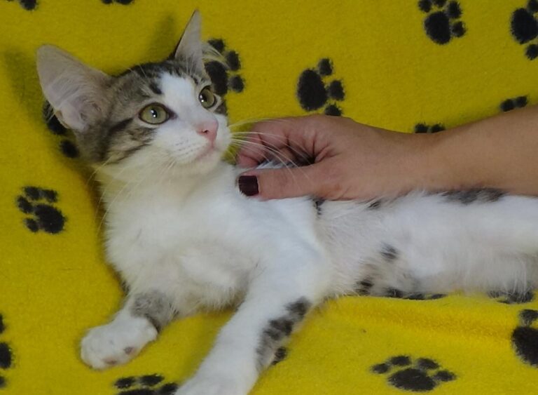 multimedia-foto51213-813-1