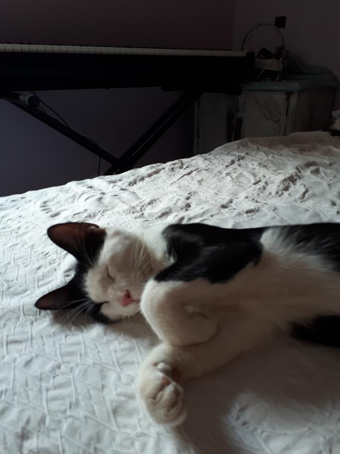 multimedia-foto51236-556-1