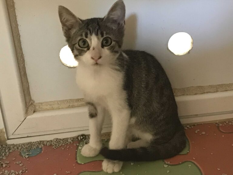 multimedia-foto51268-465-1