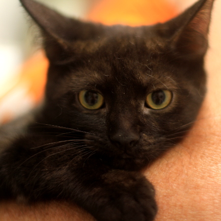 multimedia-foto51273-328-1