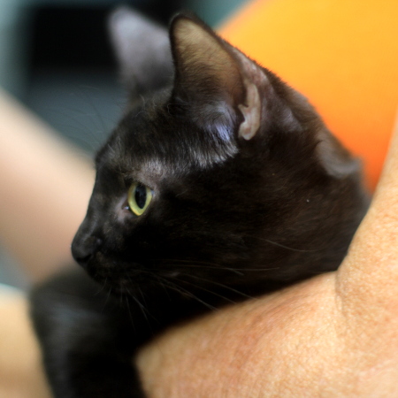 multimedia-foto51275-329-1