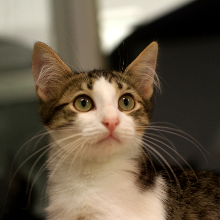 multimedia-foto51279-448-1