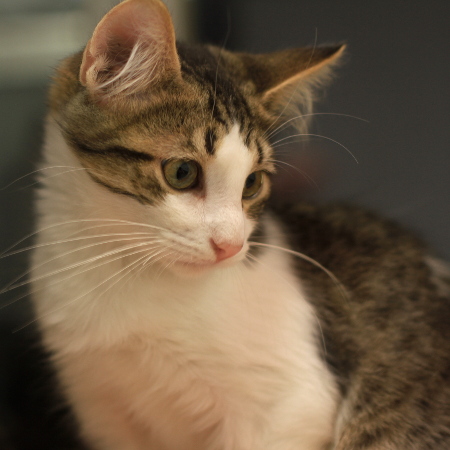 multimedia-foto51280-448-1