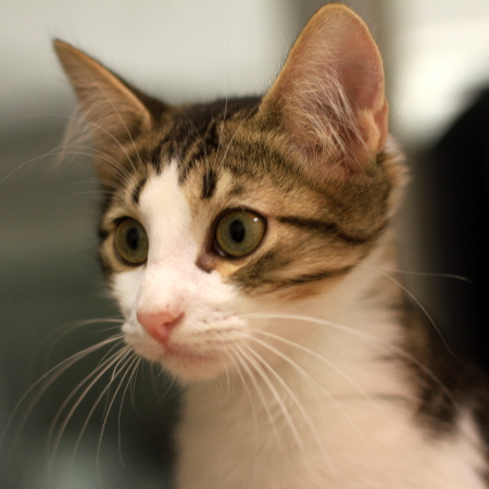 multimedia-foto51282-449-1