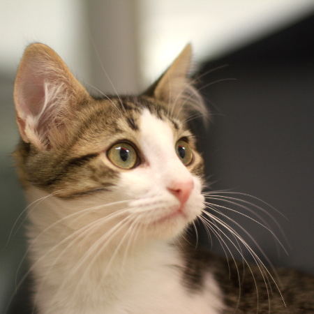 multimedia-foto51283-449-1