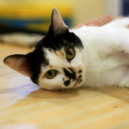 multimedia-foto51320-705-1