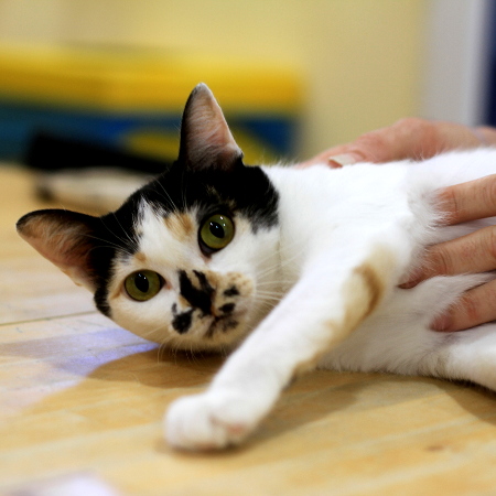 multimedia-foto51321-705-1