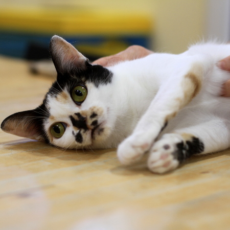 multimedia-foto51322-705-1