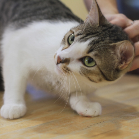 multimedia-foto51325-792-1