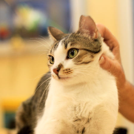 multimedia-foto51326-792-1