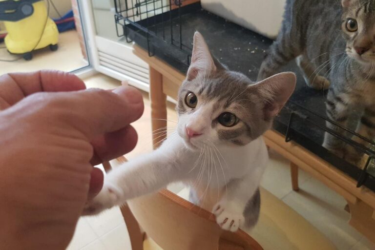 multimedia-foto51368-538-1