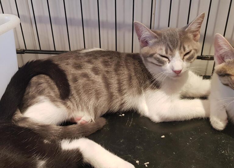 multimedia-foto51370-539-1