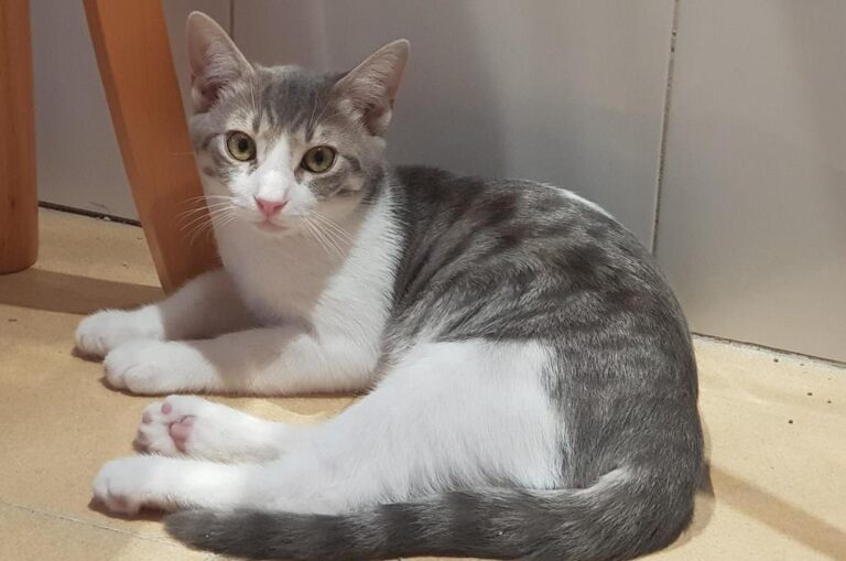 multimedia-foto51373-540-1