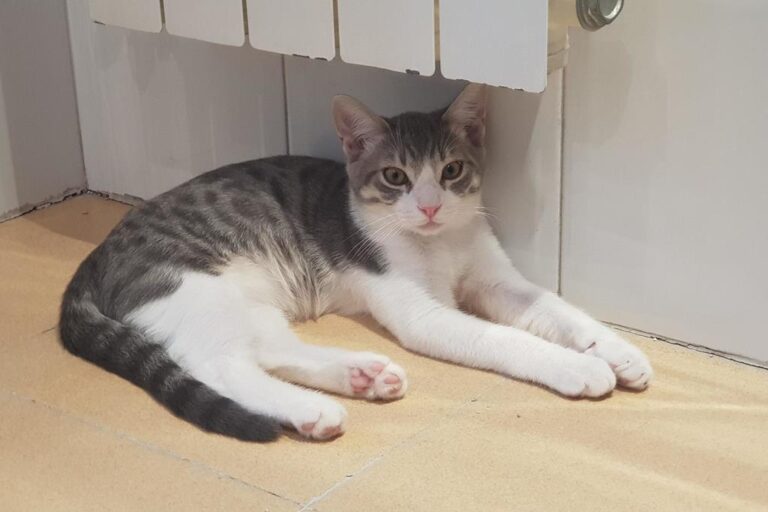 multimedia-foto51374-540-1