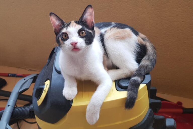 multimedia-foto51395-909-1