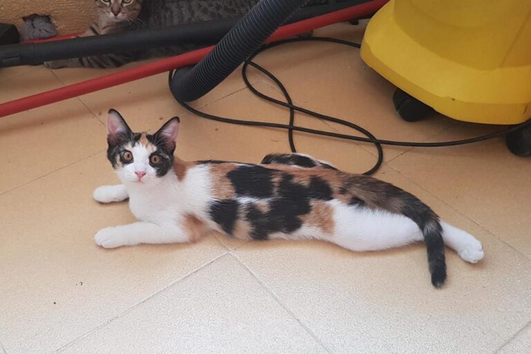 multimedia-foto51396-909-1