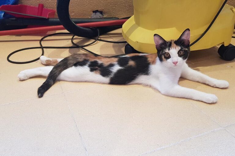 multimedia-foto51397-909-1