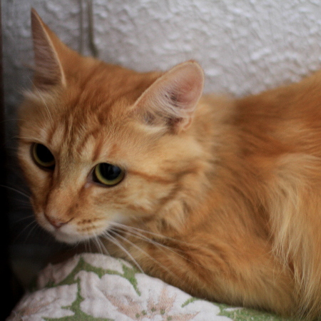 multimedia-foto51402-816-1