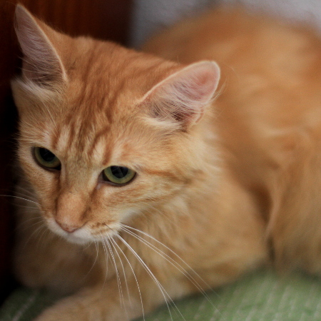 multimedia-foto51403-816-1