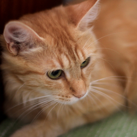 multimedia-foto51404-816-1